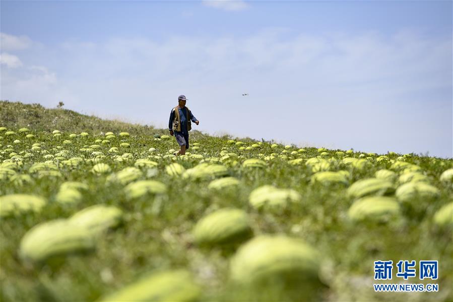 （壯麗70年·奮斗新時(shí)代——共和國發(fā)展成就巡禮·圖文互動(dòng)）（4）生態(tài)美、百姓富——品讀嶄新“寧夏畫卷”
