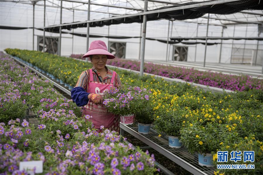 (新華全媒頭條·走向我們的小康生活·圖文互動)(8)綠染云嶺小康路——生態(tài)文明建設(shè)的云南實踐